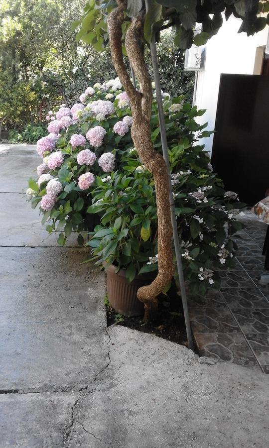 Apartments Ratkovic ติวัต ภายนอก รูปภาพ